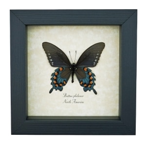 Pipevine Swallowtail Butterfly Battus Philenor Verso Framed Taxidermy Display