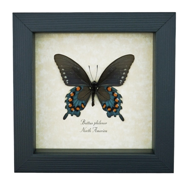Pipevine Swallowtail Butterfly Battus Philenor Verso Framed Taxidermy Display