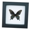 Pipevine Swallowtail Butterfly Battus Philenor Verso Framed Taxidermy Classic Black Display