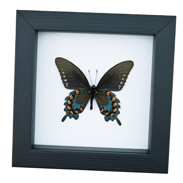 Pipevine Swallowtail Butterfly Battus Philenor Verso Framed Taxidermy Classic Black Display