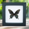 Pipevine Swallowtail Butterfly Battus Philenor Verso Framed Taxidermy Classic Black Display