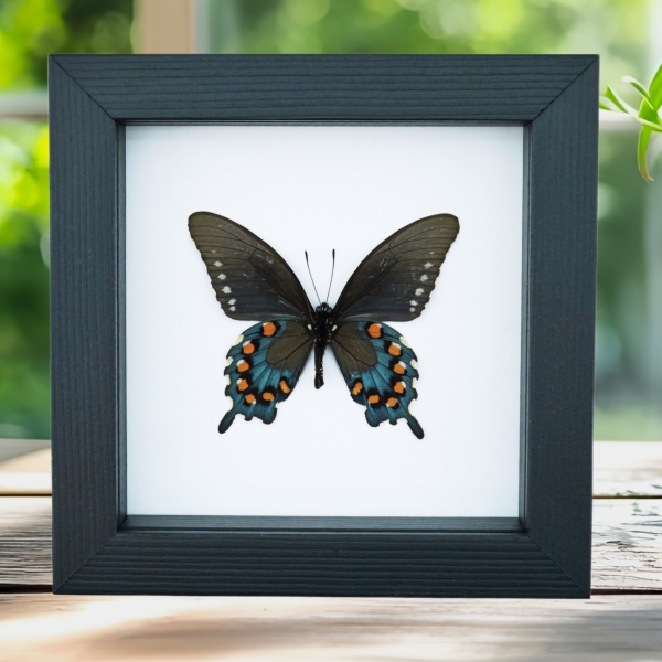 Pipevine Swallowtail Butterfly Battus Philenor Verso Framed Taxidermy Classic Black Display Pipevine Swallowtail Butterfly Battus Philenor Verso Framed Taxidermy Classic Black Display