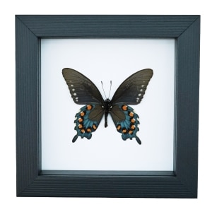 Pipevine Swallowtail Butterfly Battus Philenor Verso Framed Taxidermy Classic Black Display