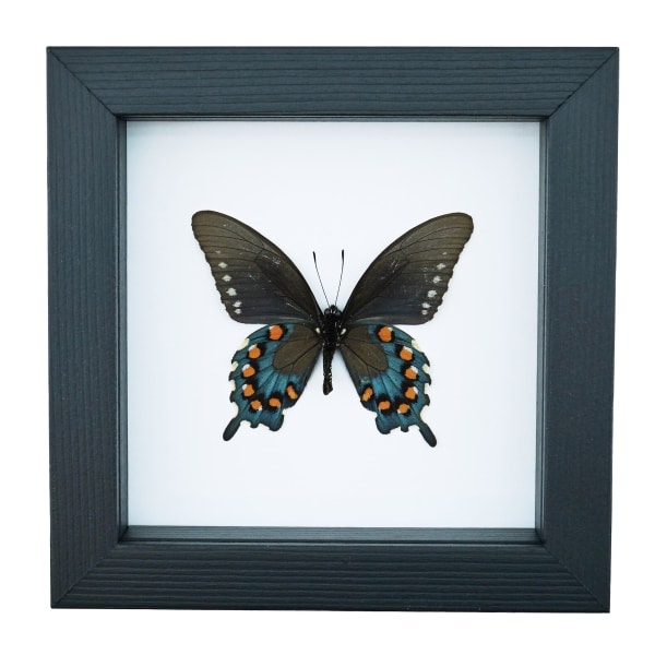 Pipevine Swallowtail Butterfly Battus Philenor Verso Framed Taxidermy Classic Black Display