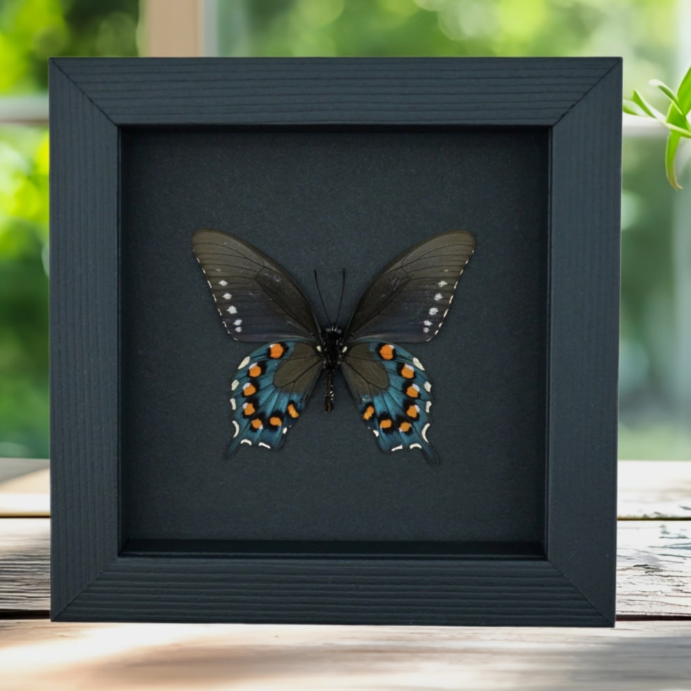 Pipevine Swallowtail Butterfly Battus Philenor Verso Framed Taxidermy Moonlight Display