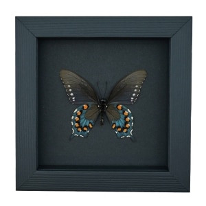 Pipevine Swallowtail Butterfly Battus Philenor Verso Framed Taxidermy Moonlight Display
