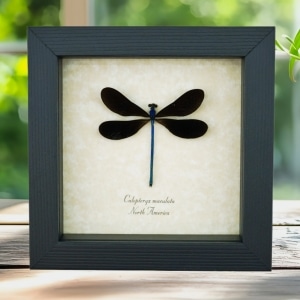 Ebony Jewelwing Damselfly Calopteryx maculata North American Insect Framed Taxidermy Display