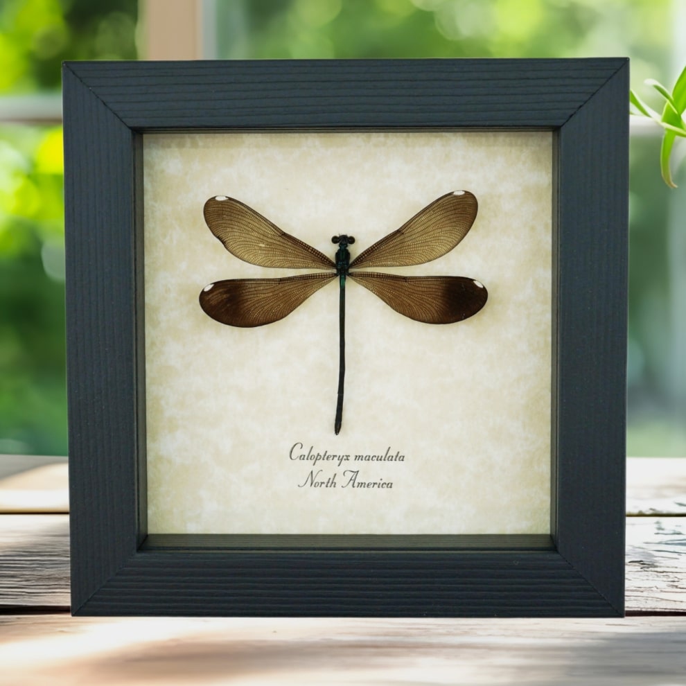 Ebony Jewelwing Damselfly Calopteryx maculata Female North American Insect Framed Taxidermy Display