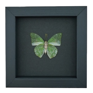 African Green Leaf Butterfly Charaxes eupale Verso Framed Taxidermy Moonlight Display