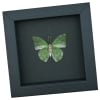 African Green Leaf Butterfly Charaxes eupale Verso Framed Taxidermy Moonlight Display