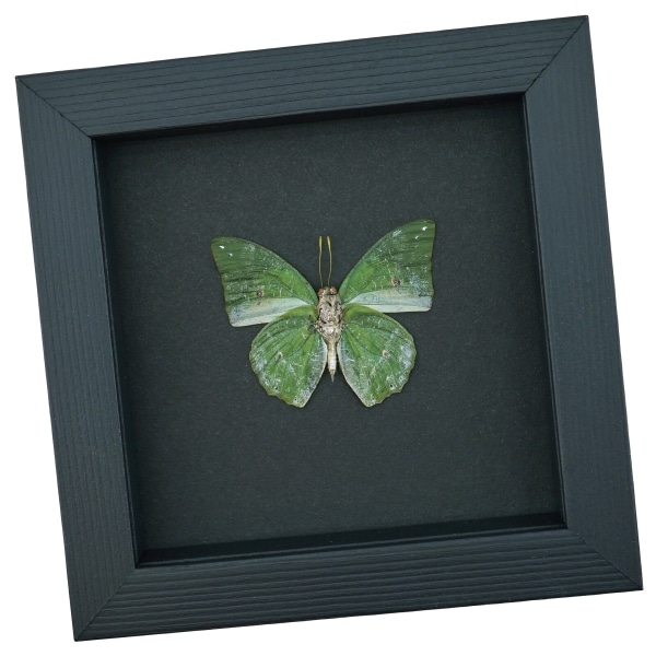 African Green Leaf Butterfly Charaxes eupale Verso Framed Taxidermy Moonlight Display