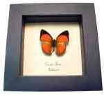 Orange Sunbeam Butterfly Curetis thetis Framed Taxidermy Display
