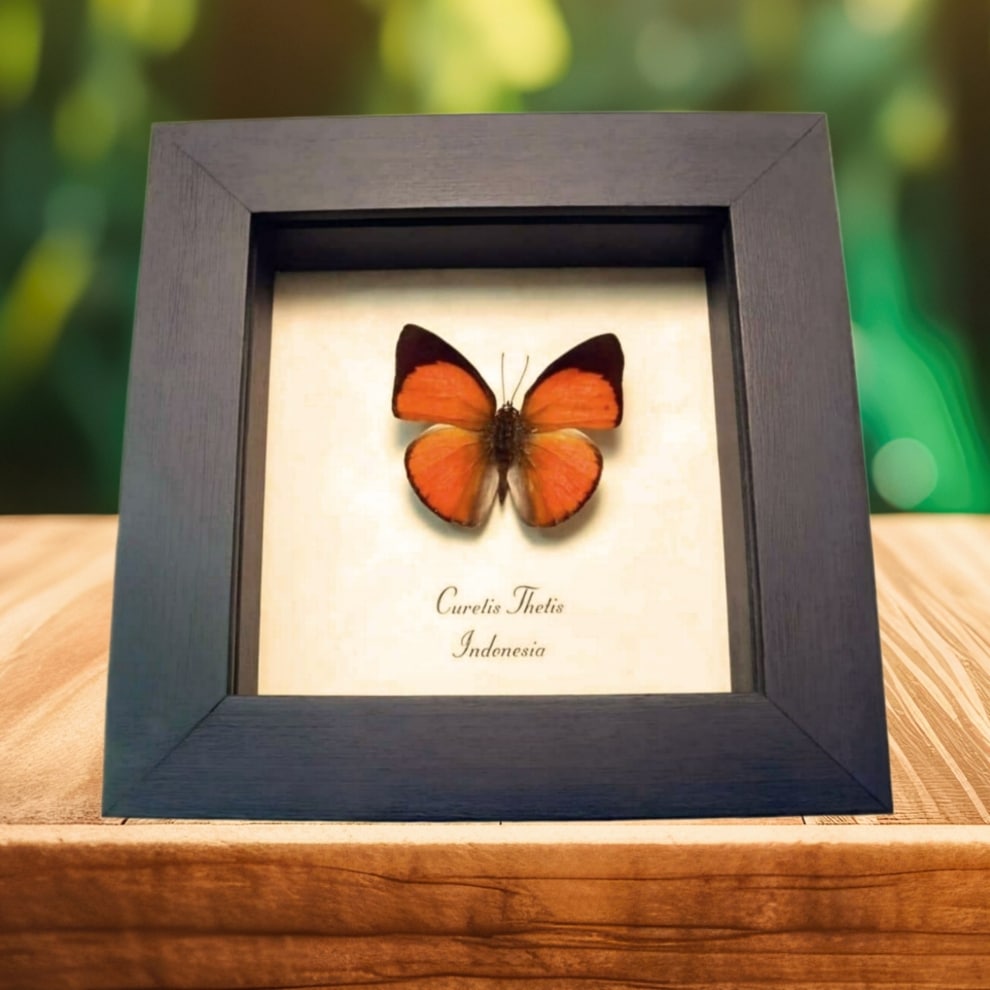 Orange Sunbeam Butterfly Curetis thetis Framed Taxidermy Display Orange Sunbeam Butterfly Curetis thetis Framed Taxidermy Display