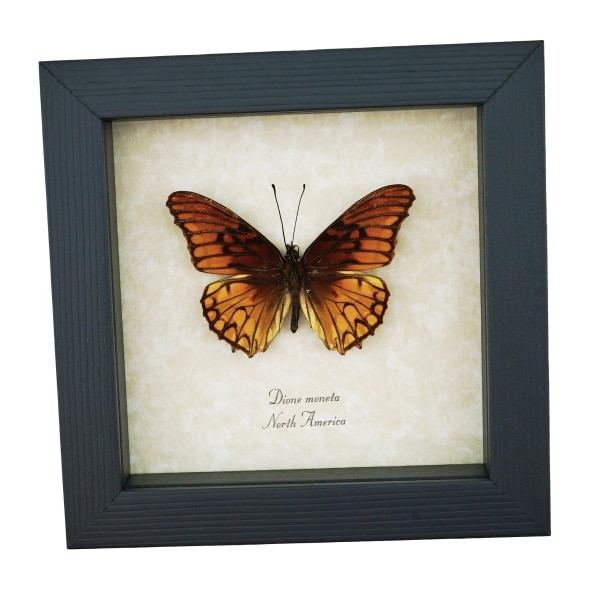 Mexican Silverspot Butterfly Dione moneta Framed Taxidermy Display