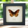 Mexican Silverspot Butterfly Dione moneta Framed Taxidermy Display
