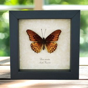 Mexican Silverspot Butterfly Dione moneta Framed Taxidermy Display