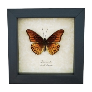 Mexican Silverspot Butterfly Dione moneta Framed Taxidermy Display