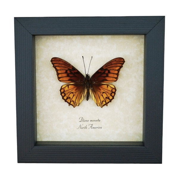 Mexican Silverspot Butterfly Dione moneta Framed Taxidermy Display