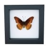 Mexican Silverspot Butterfly Dione moneta Framed Taxidermy Classic Black Display