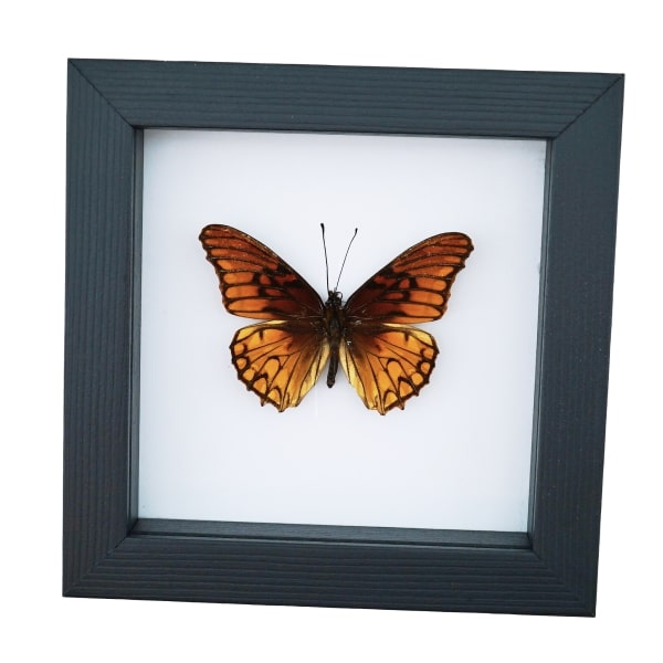 Mexican Silverspot Butterfly Dione moneta Framed Taxidermy Classic Black Display