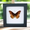 Mexican Silverspot Butterfly Dione moneta Framed Taxidermy Classic Black Display