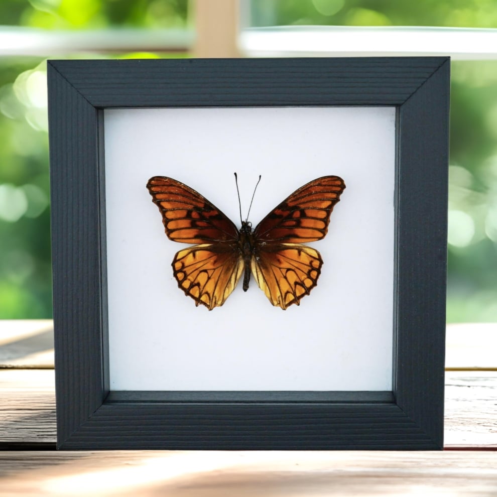 Mexican Silverspot Butterfly Dione moneta Framed Taxidermy Classic Black Display Mexican Silverspot Butterfly Dione moneta Framed Taxidermy Classic Black Display