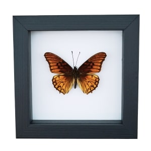 Mexican Silverspot Butterfly Dione moneta Framed Taxidermy Classic Black Display