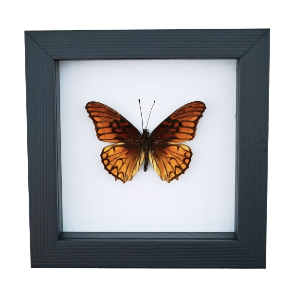 Mexican Silverspot Butterfly Dione moneta Framed Taxidermy Classic Black Display