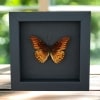 Mexican Silverspot Butterfly Dione moneta Framed Taxidermy Moonlight Display