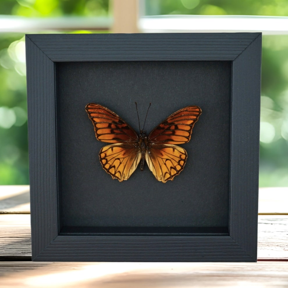 Mexican Silverspot Butterfly Dione moneta Framed Taxidermy Moonlight Display Mexican Silverspot Butterfly Dione moneta Framed Taxidermy Moonlight Display