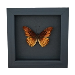 Mexican Silverspot Butterfly Dione moneta Framed Taxidermy Moonlight Display