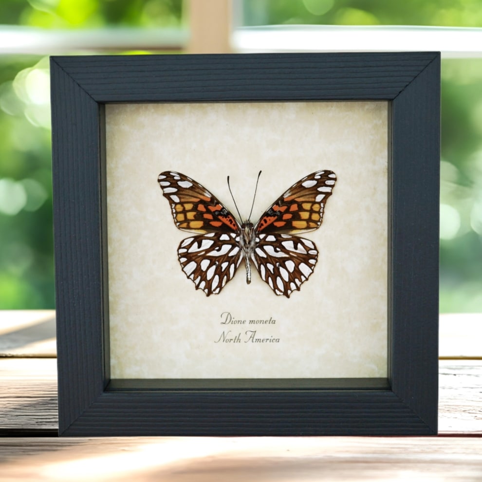 Mexican Silverspot Butterfly Dione moneta verso Framed Taxidermy Display