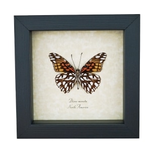 Mexican Silverspot Butterfly Dione moneta verso Framed Taxidermy Display
