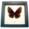 Giant Spotted Butterfly Euploea redtenbacheri Framed Taxidermy Display