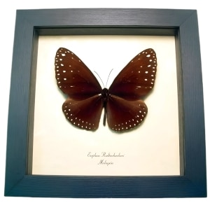 Giant Spotted Butterfly Euploea redtenbacheri Framed Taxidermy Display