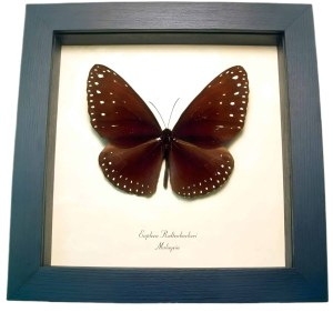 Giant Spotted Butterfly Euploea redtenbacheri Framed Taxidermy Display