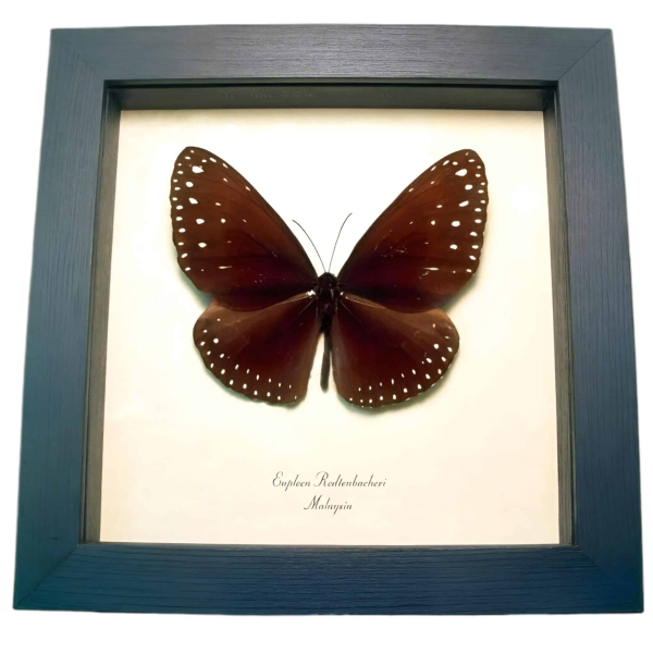 Giant Spotted Butterfly Euploea redtenbacheri Framed Taxidermy Display