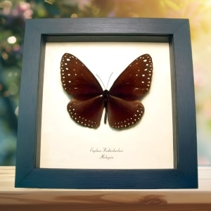 Giant Spotted Butterfly Euploea redtenbacheri Framed Taxidermy Display