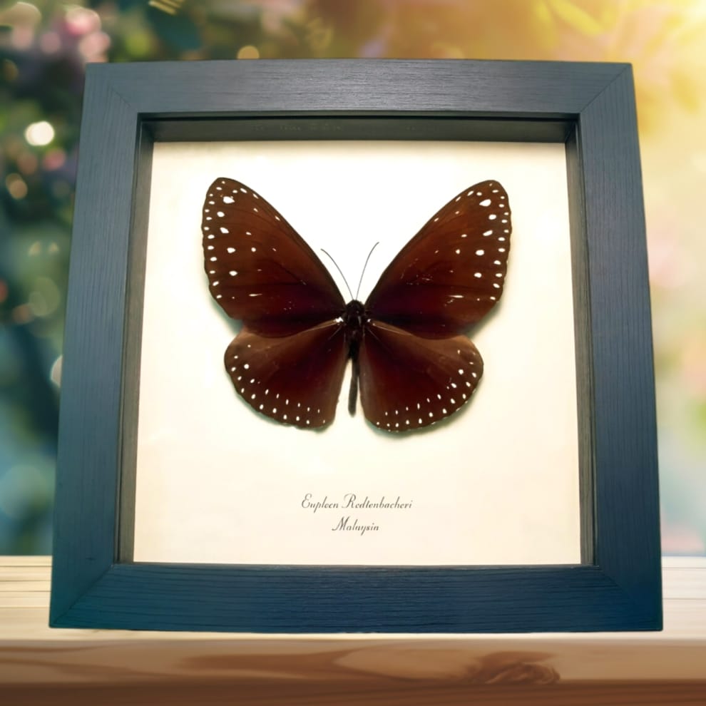 Giant Spotted Butterfly Euploea redtenbacheri Framed Taxidermy Display