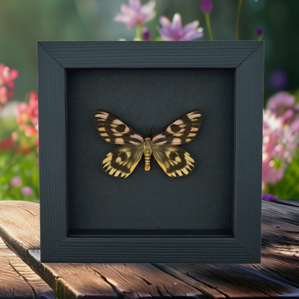 North American Sheep Moth Hemileuca eglanterina Framed Taxidermy Moonlight Display North American Sheep Moth Hemileuca eglanterina Framed Taxidermy Moonlight Display