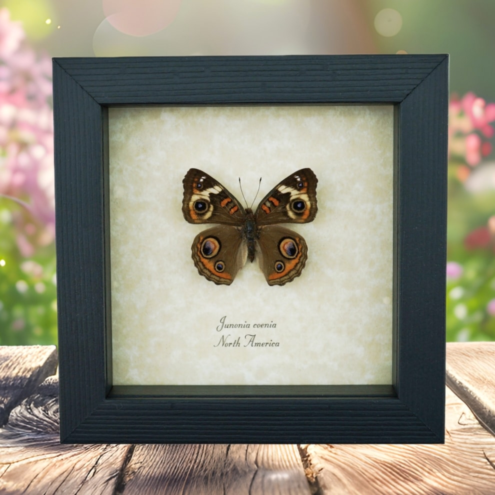 Framed Buckeye Butterfly Junonia Coenia Taxidermy Display