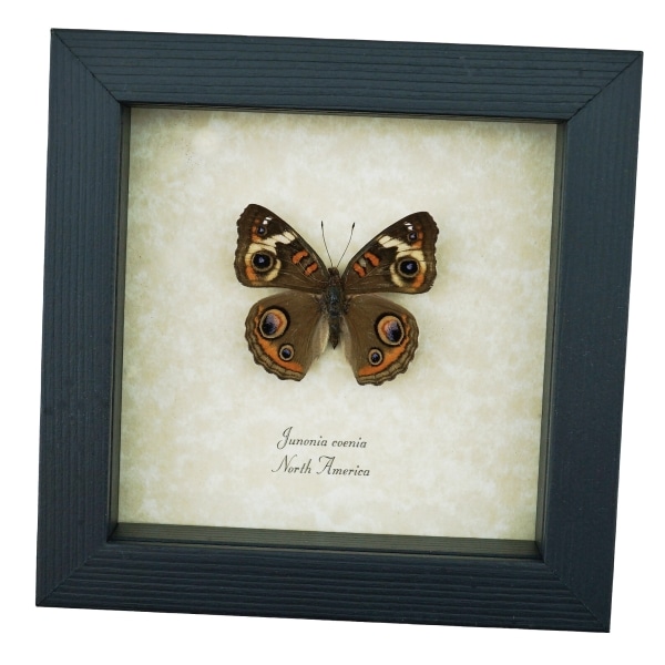 Framed Buckeye Butterfly Junonia Coenia Taxidermy Display