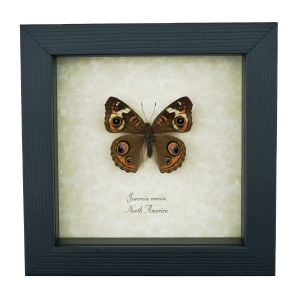 Framed Buckeye Butterfly Junonia Coenia Taxidermy Display