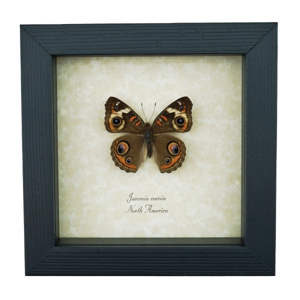 Framed Buckeye Butterfly Junonia Coenia Taxidermy Display