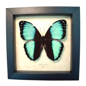 Blue Morpho helenor Framed Butterfly Framed Taxidermy Display