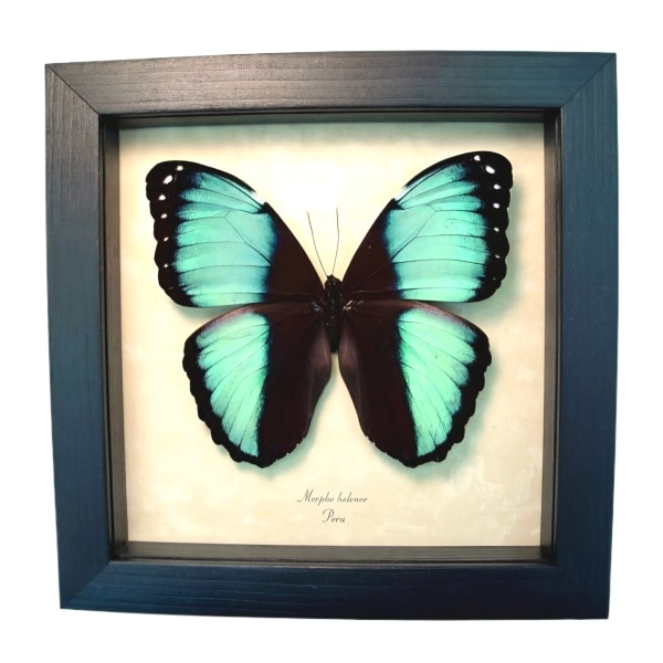 Blue Morpho helenor Framed Butterfly Framed Taxidermy Display
