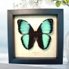 Blue Morpho helenor Framed Butterfly Framed Taxidermy Display