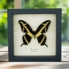 Papilio cresphontes Giant Swallowtail Butterfly Framed Taxidermy Display