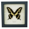 Papilio cresphontes Giant Swallowtail Butterfly Framed Taxidermy Display