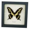 Papilio cresphontes Giant Swallowtail Butterfly Framed Taxidermy Display